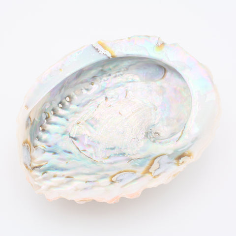 Abalone Muschel XL