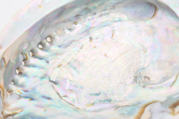 Abalone Muschel XL